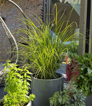 Chinaschilf - Miscanthus sinensis Gracillimus - Ansicht 5